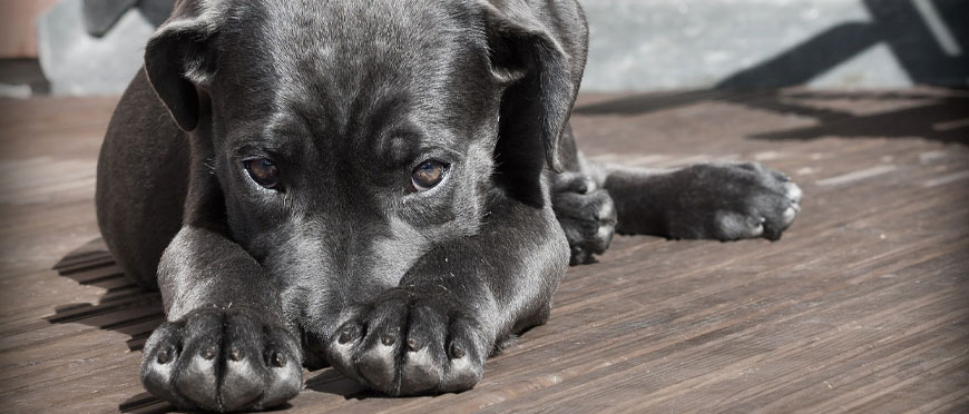 Dedetização com cachorros em casa