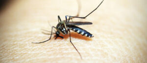 Dicas para combater a dengue