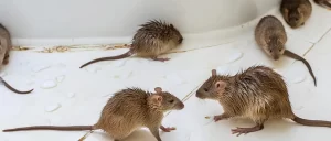 Infestação de Ratos
