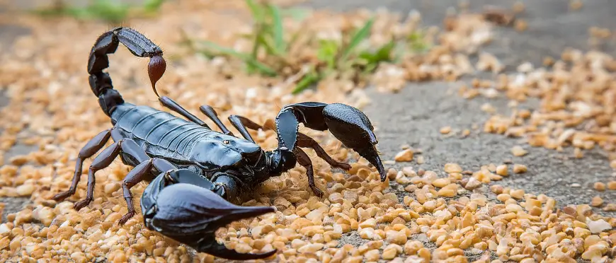 Imagem de escorpião