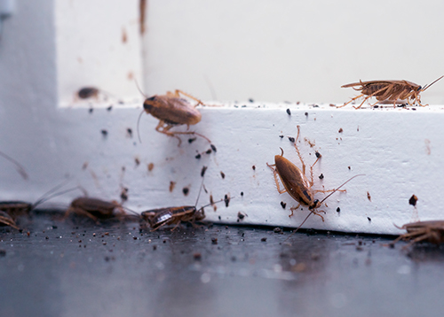 Aprenda como identificar sinais de infestação por pragas em sua casa e descubra formas eficazes de agir rapidamente para proteger seu lar.