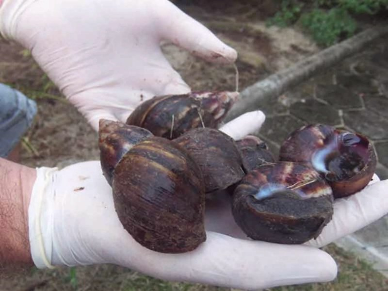 ImunizaRio é eficaz no controle desses invasores