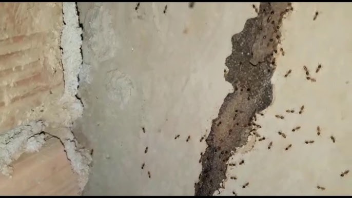 Cupim de concreto como matar