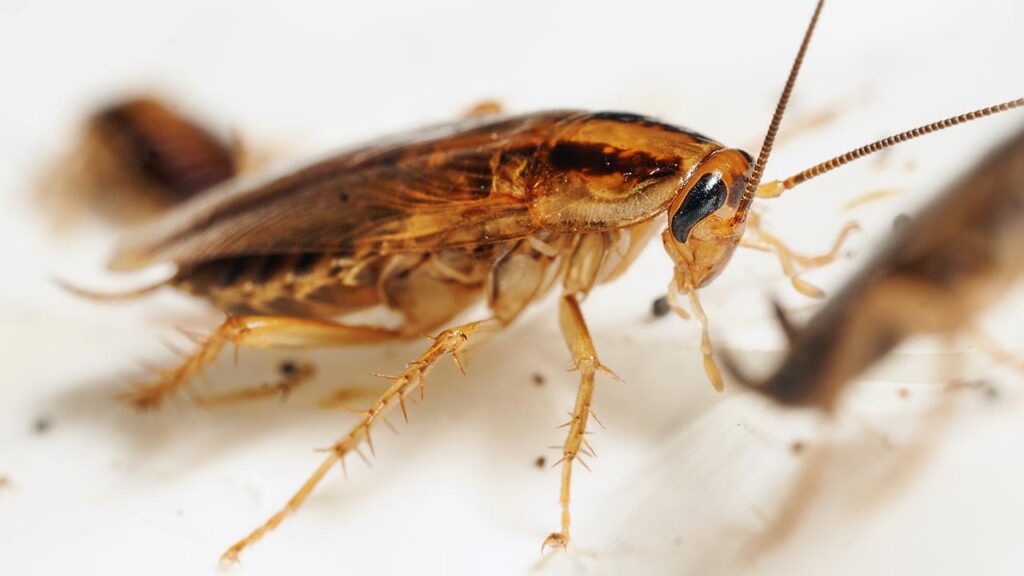  barata francesinha como eliminar