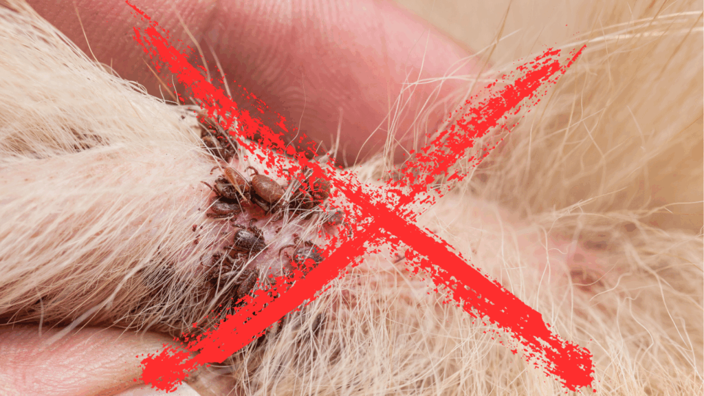 Como acabar com os carrapatos