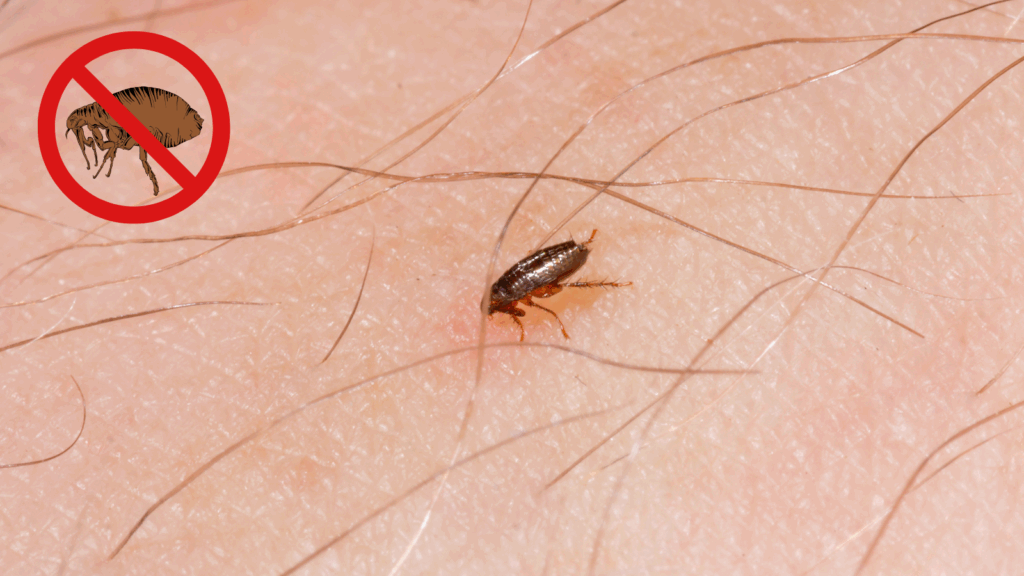 Como acabar com pulgas