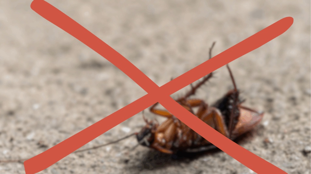 sem pragas em supermercados
